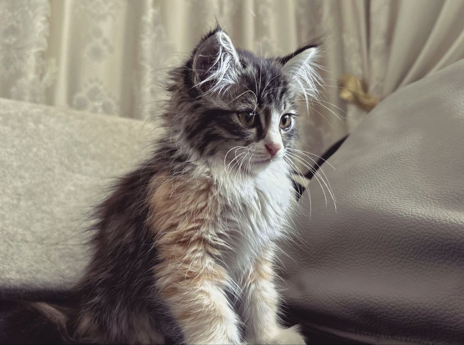 Котёнок норвежская лестная
