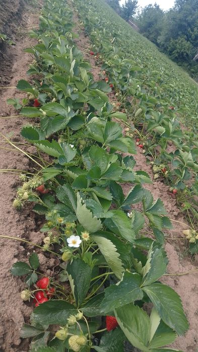 Продам саженцы клубники все сорта