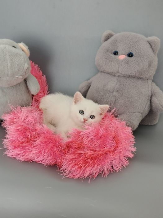 Белые котята Британцы