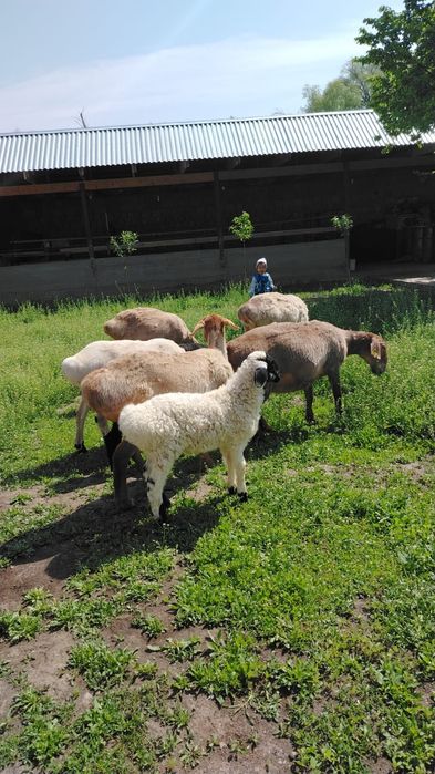 Продам Баранов хороших