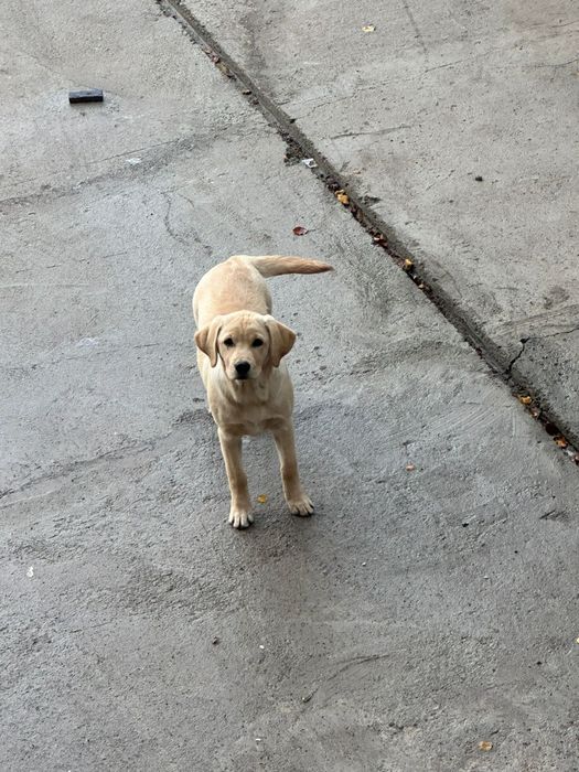 Щенок Лабродора девочка