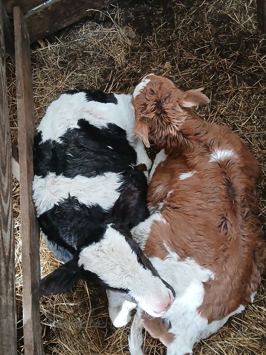 Vand vitei baltata românească