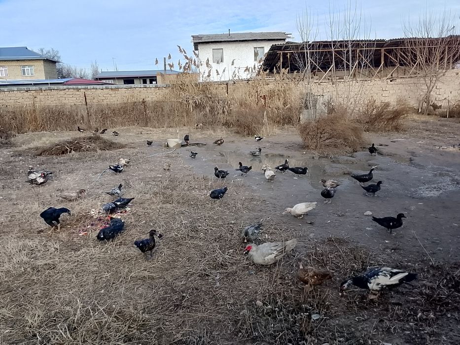 Индаутка товуклари.