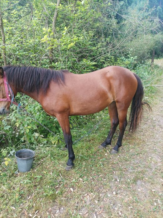 Se vinde mânză,crescută bine,mama mânzei este semigrea,sau schimb