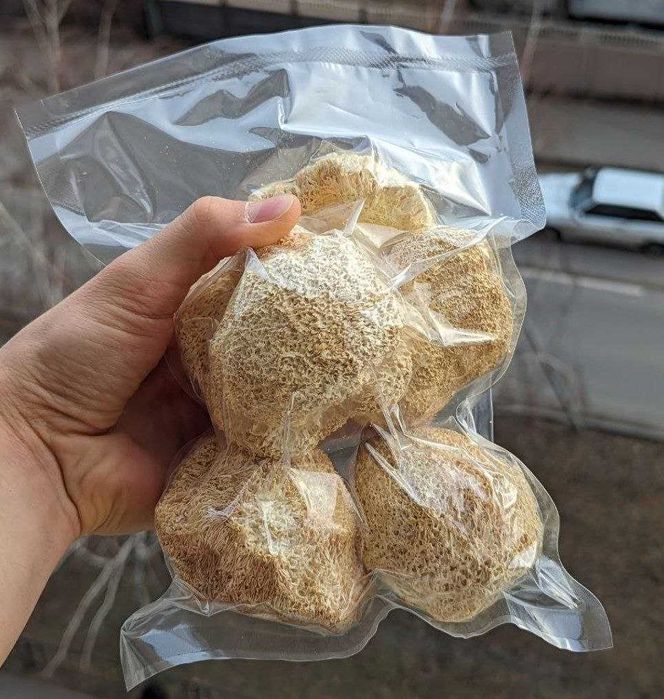 Ежовик гребенчатый плоды и мицелий | Премиум Башкирия