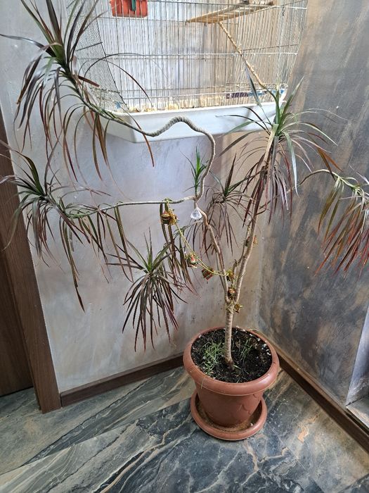 Бенджамин .Финикова палма Юка