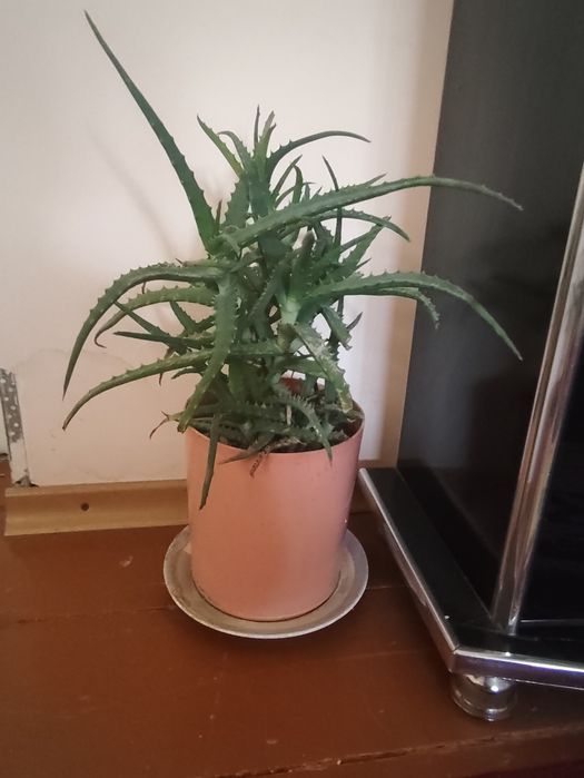 Цветы алоэ продается