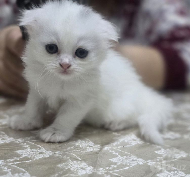 Котята  белые фолд и страйт