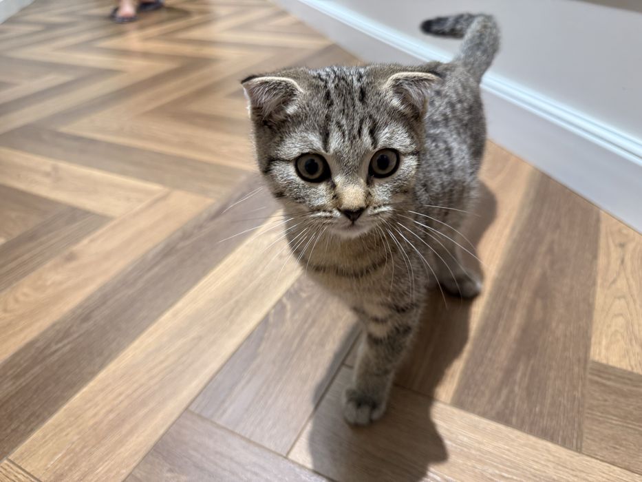 Котенок вислоухий
