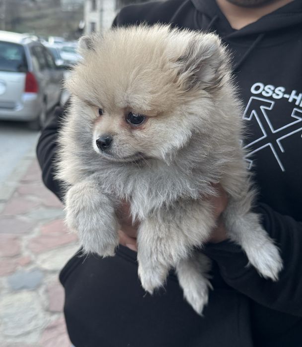 Померан Мъжки на 2 месеца