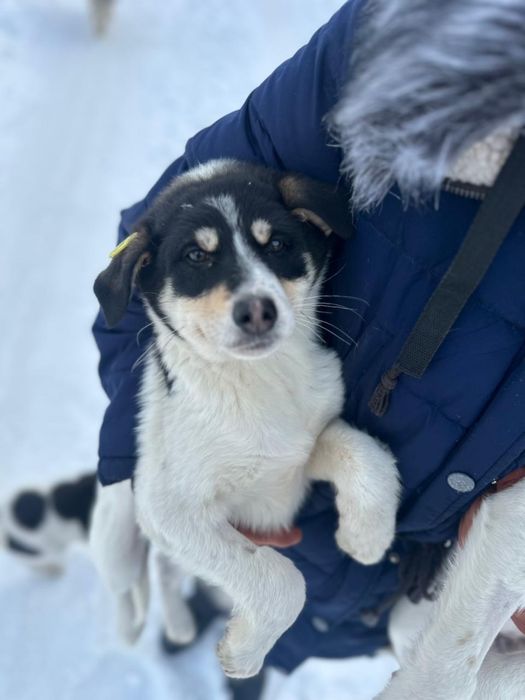 Щенок подросток стерильная вакцинир. ищет  дом! Костанай! Привезем!
