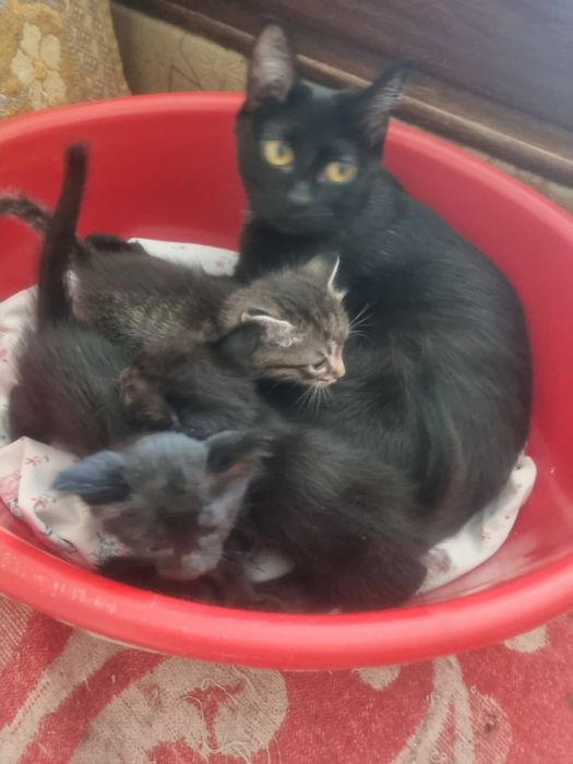 Отдам котят в добрые руки