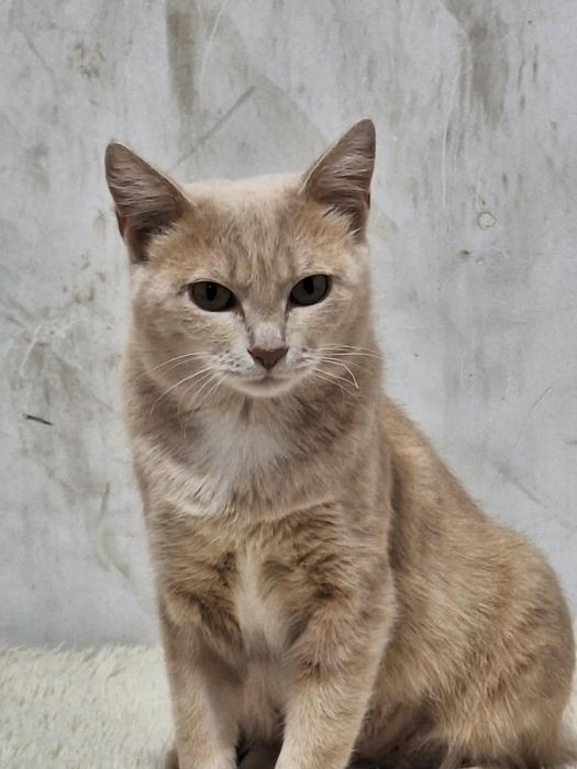 Отдам стерилизованную кошку