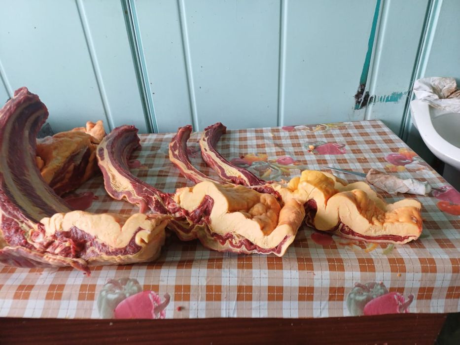 Продам мясо конины