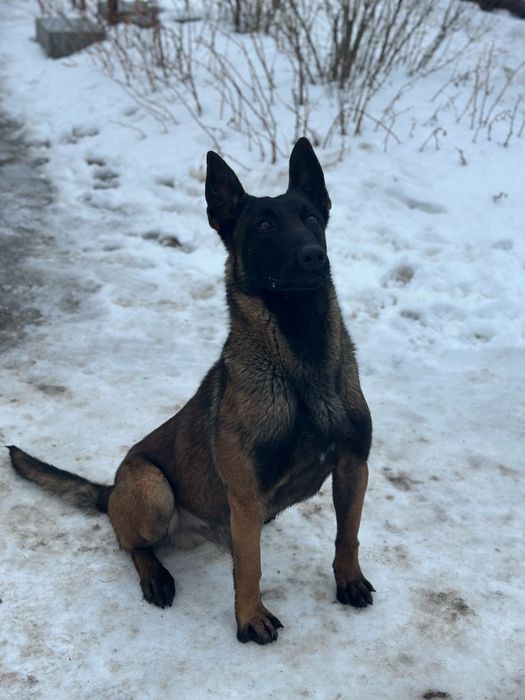 ВЯЗКА Бельгийская овчарка(малинуа)