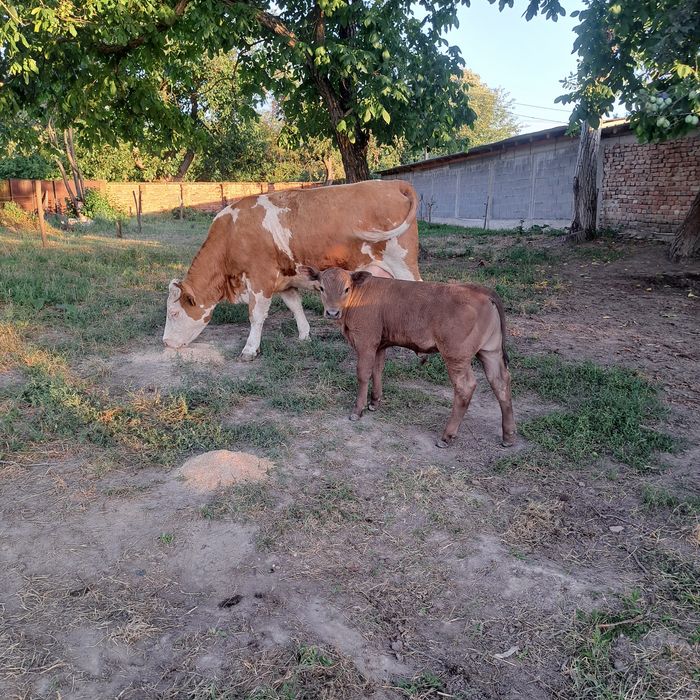 Vind vaca cu vitel