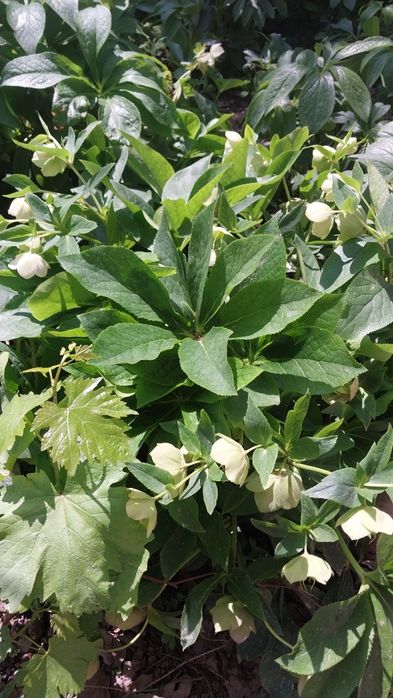 Всегда зелёные цветы Морозка