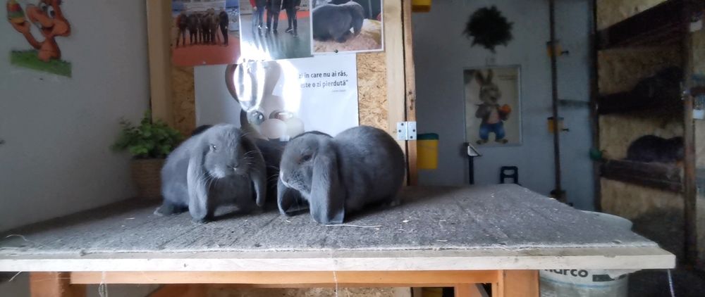 Puiet Berbec German albastru