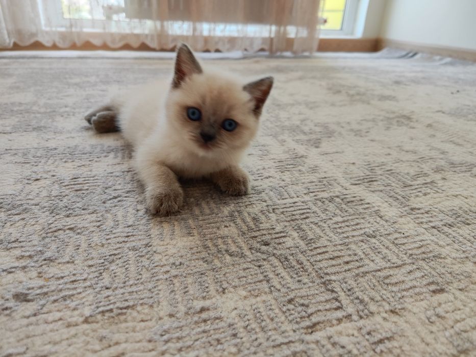 Шотландский котёнок.