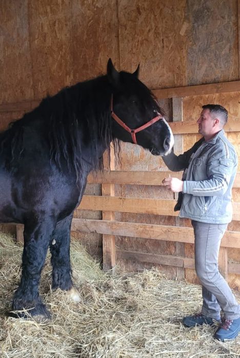 De vânzare mânz de 3 ani sau ofer spre montă!