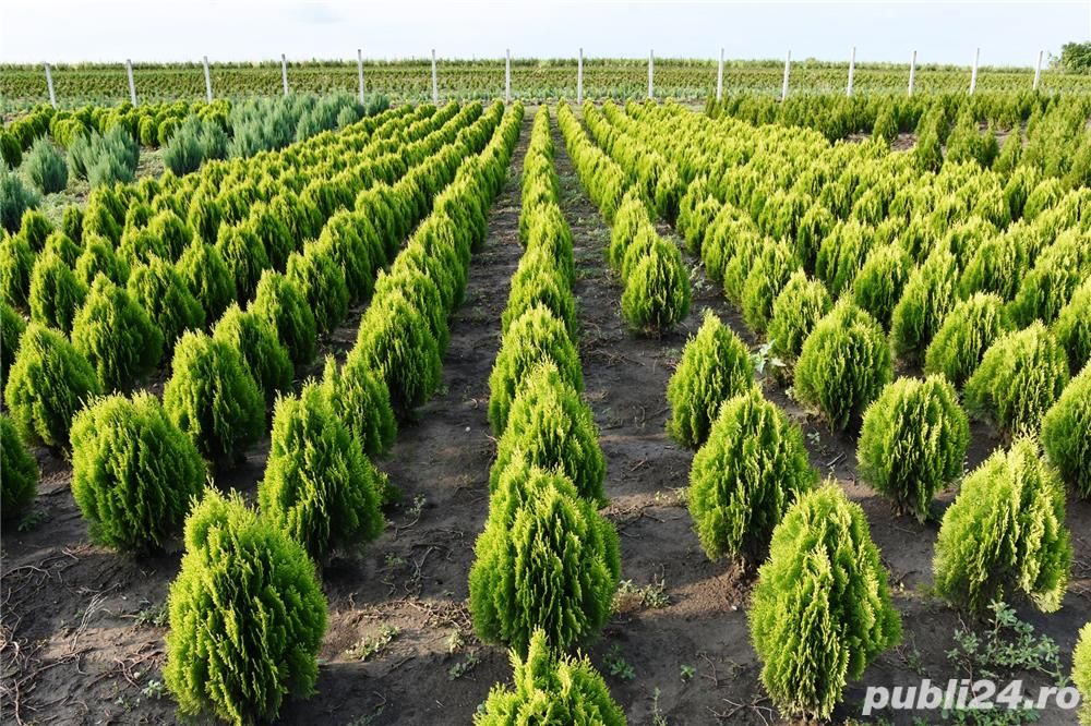 Tuia smarald, columnaris, occidentalis leylandii brabant tei mesteacan