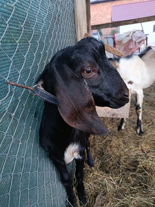 Țap anglo nubieni buni de montă din părinți top