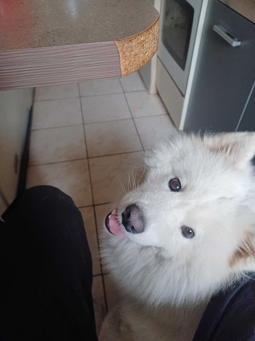 Donez catel rasa Samoyed metis