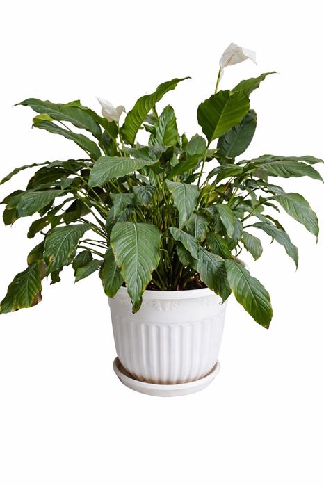 Спатифиллум (Женское счастье)