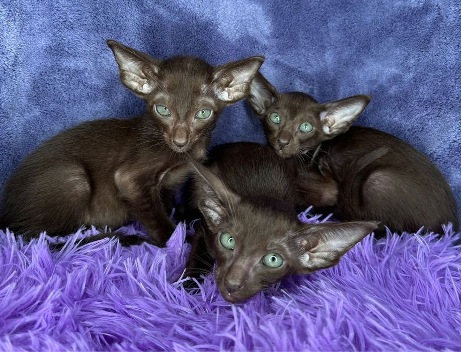 Продажа Ориенталов