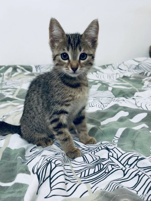 Милый котенок девочка