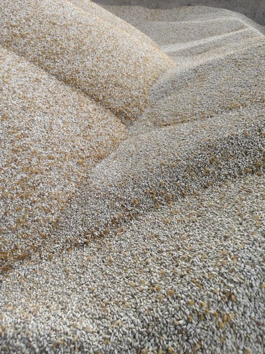 Мақсары ұрық сатылады