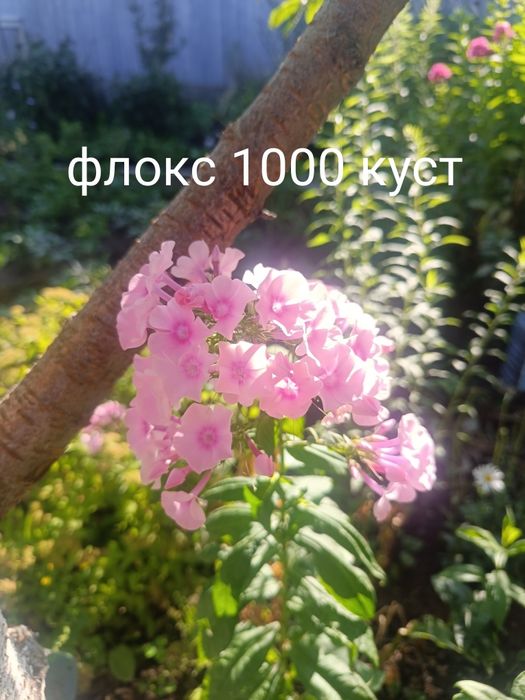 Продам цветы многолетний