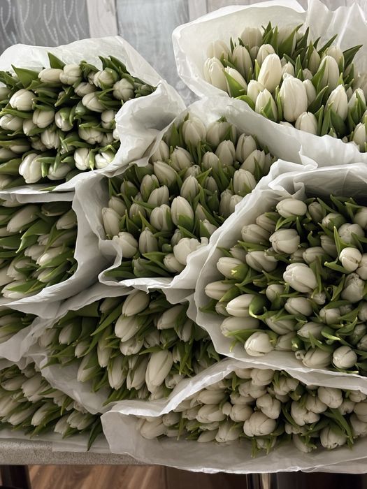 Тюльпаны голландские