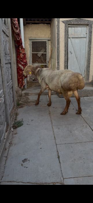 Арашан кошкар сатылады