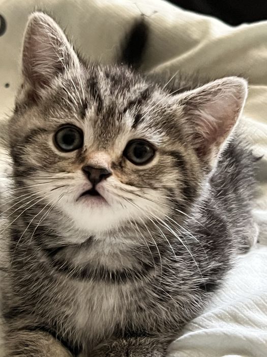 Мальчик шатландец