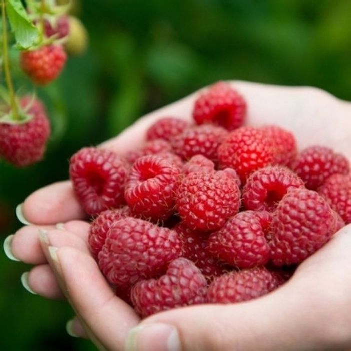 В продаже саженцы малины цветы