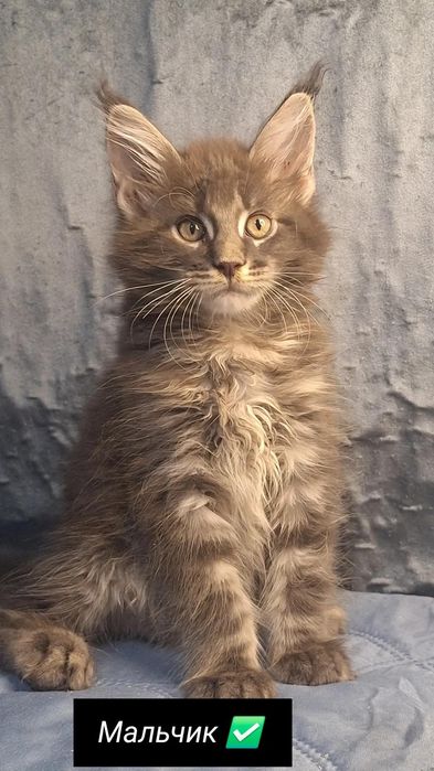Котята мейн-кун а рассрочку