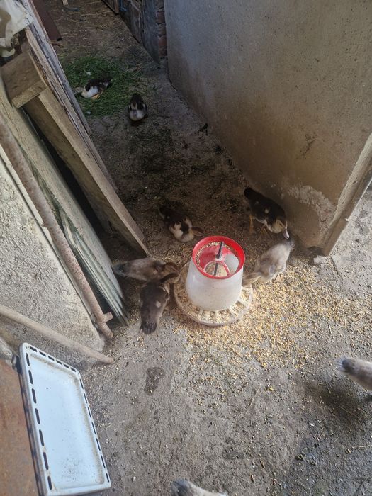 Rățuște Mute 5 bucăți