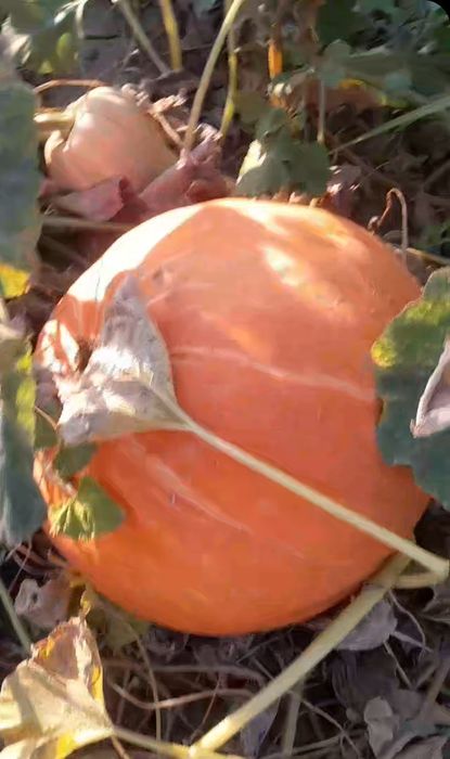 Vand dovleci placintari si Halloween