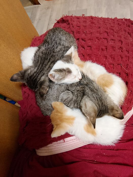 Котята, кошки даром