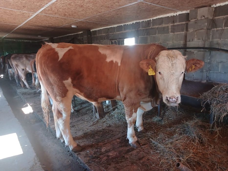 Продам быка на племя