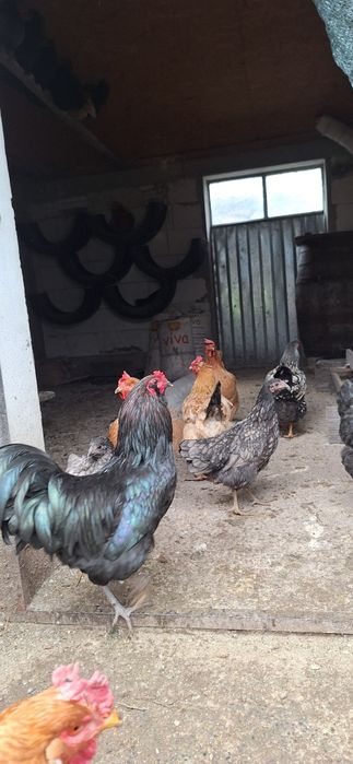 Oua de gaina  de consum și incubat