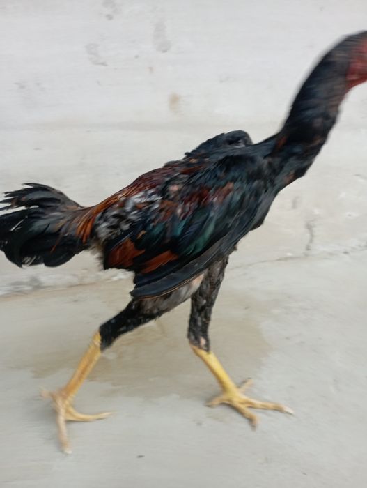 dakan sotiladi zor