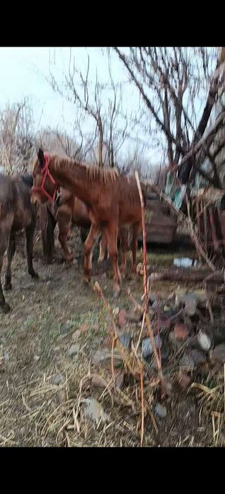 Бие тай байтал сатылады