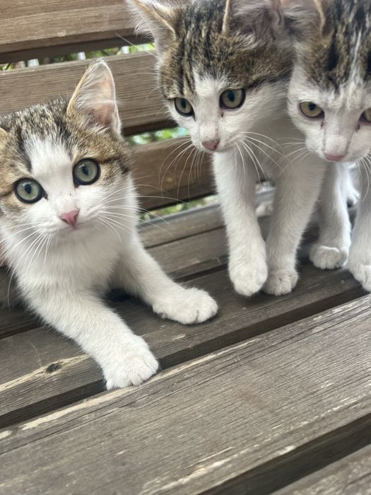 Отдам котят в добрые руки