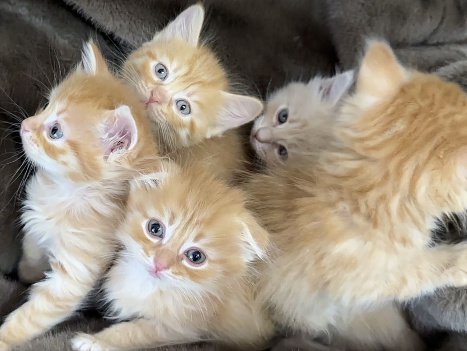 Шотландцы котятки