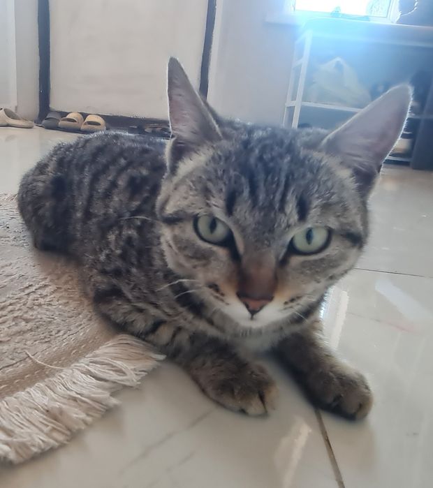 Еркек Мысық тез арада сатылады