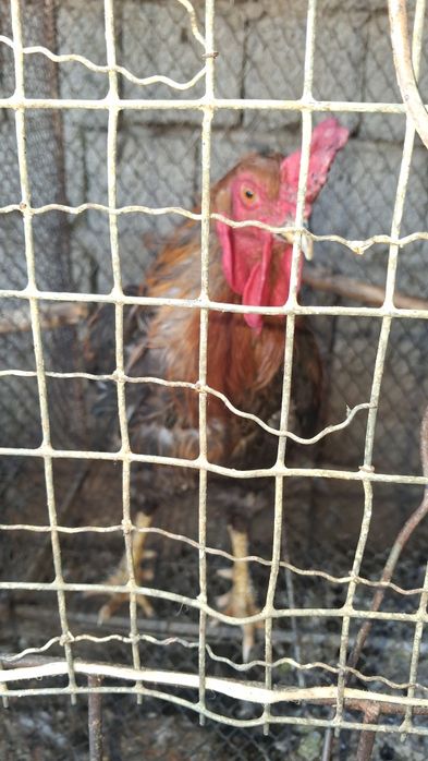 Xõroz Sotiladi Damshni Kilosi 3500