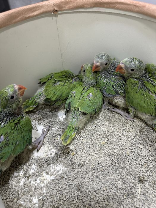 Tayyor kashada ruchnoy qilishga anjrella