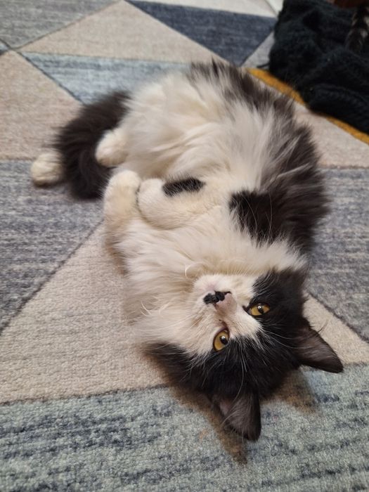 Котёнок 5 месяцев